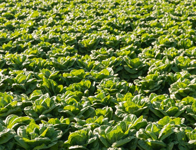 Φωτογραφία φυτεμένης έκτασης με λαχανικά